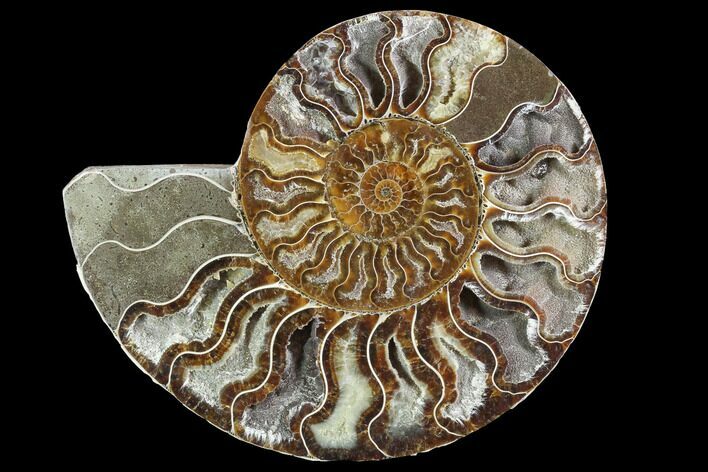 Cut Ammonite Fossil (Half) - Deep Crystal Pockets #97749